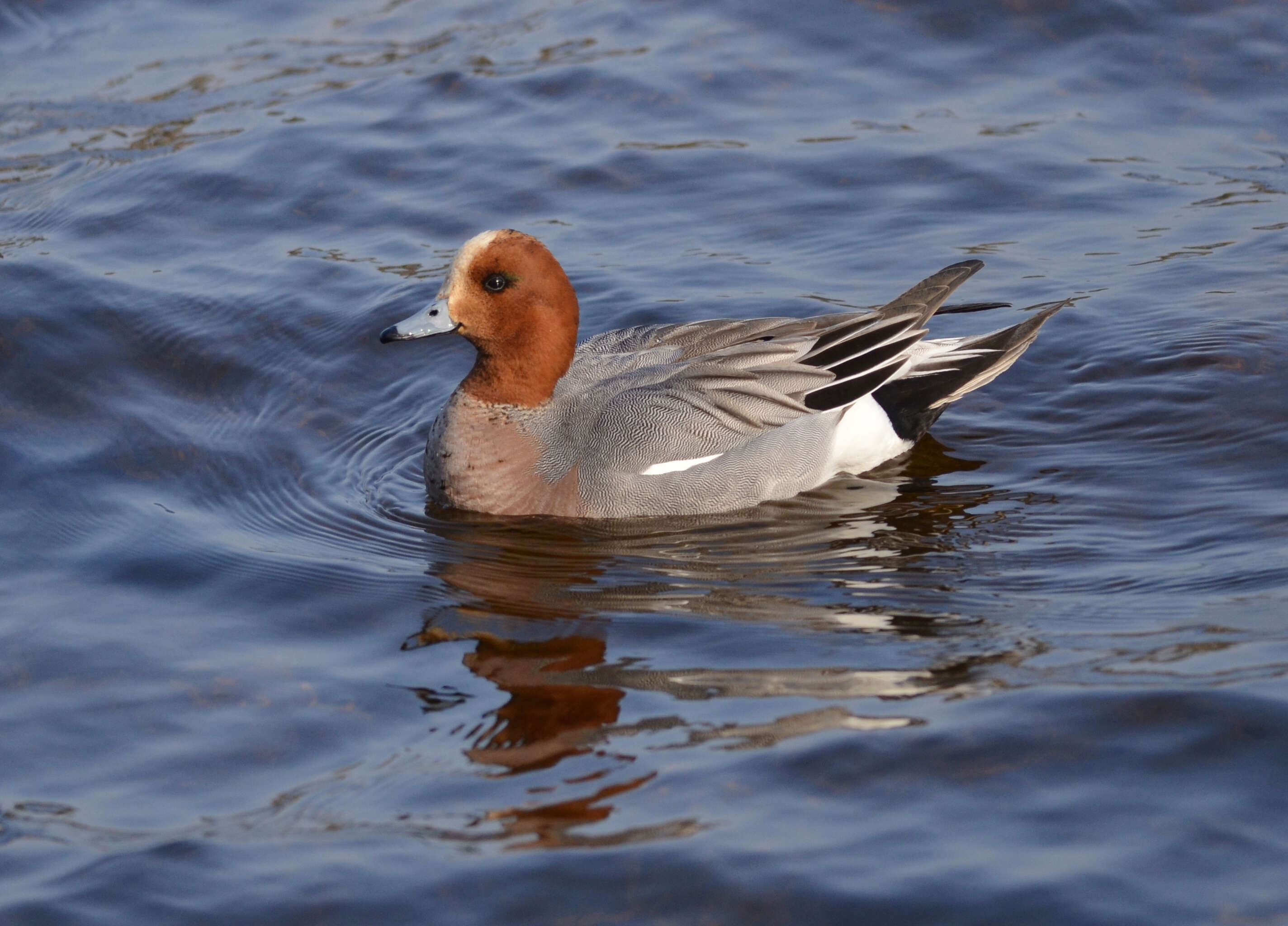 Image of Eurasian Wigeon