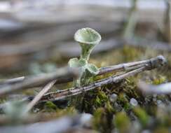 Image of cup lichen