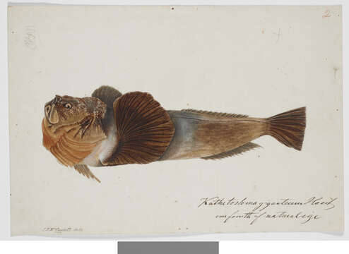 Imagem de Kathetostoma giganteum Haast 1873