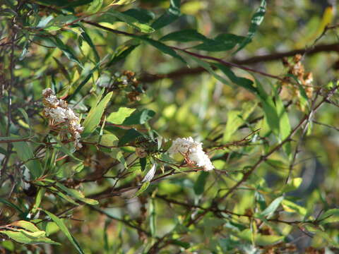 Image of Reeves' meadowsweet