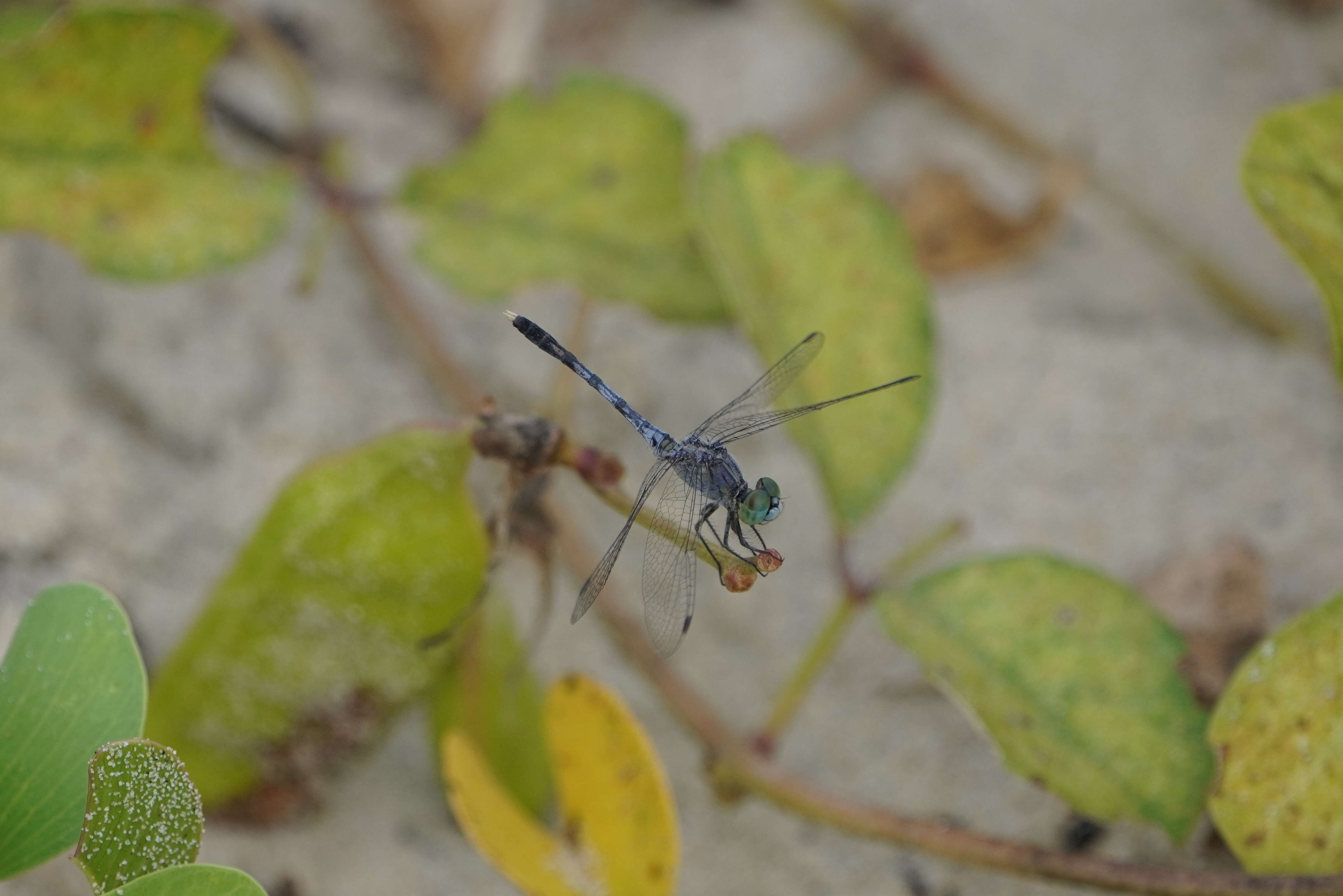 Image of Diplacodes trivialis (Rambur 1842)