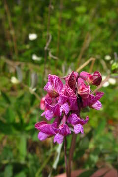 Image of Lathyrus pisiformis L.