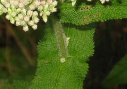 Image of common boneset