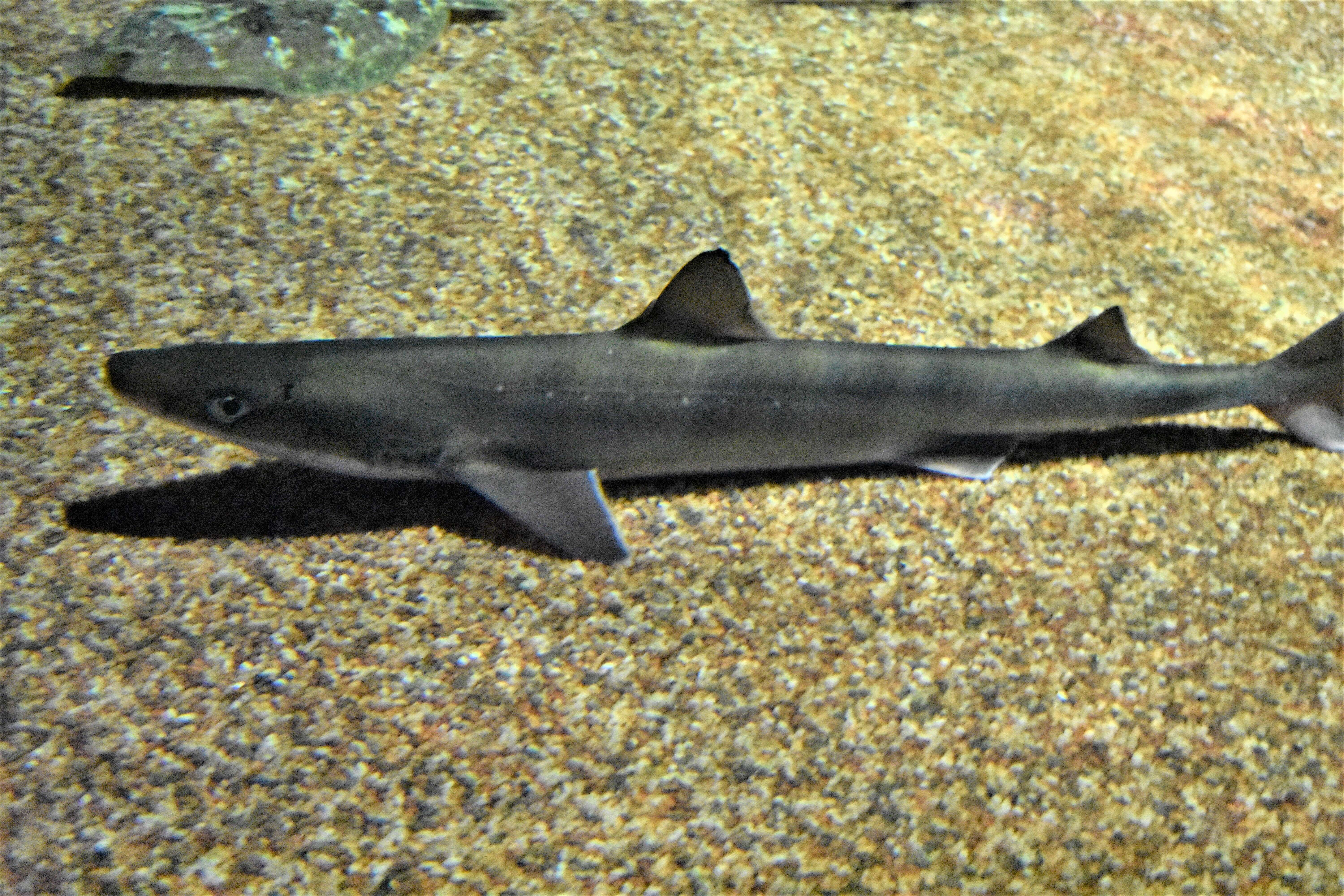薩式角鯊的圖片