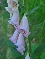 Imagem de Digitalis purpurea L.