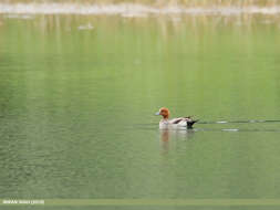 Image of Eurasian Wigeon