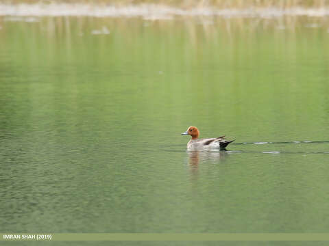 Image of Eurasian Wigeon