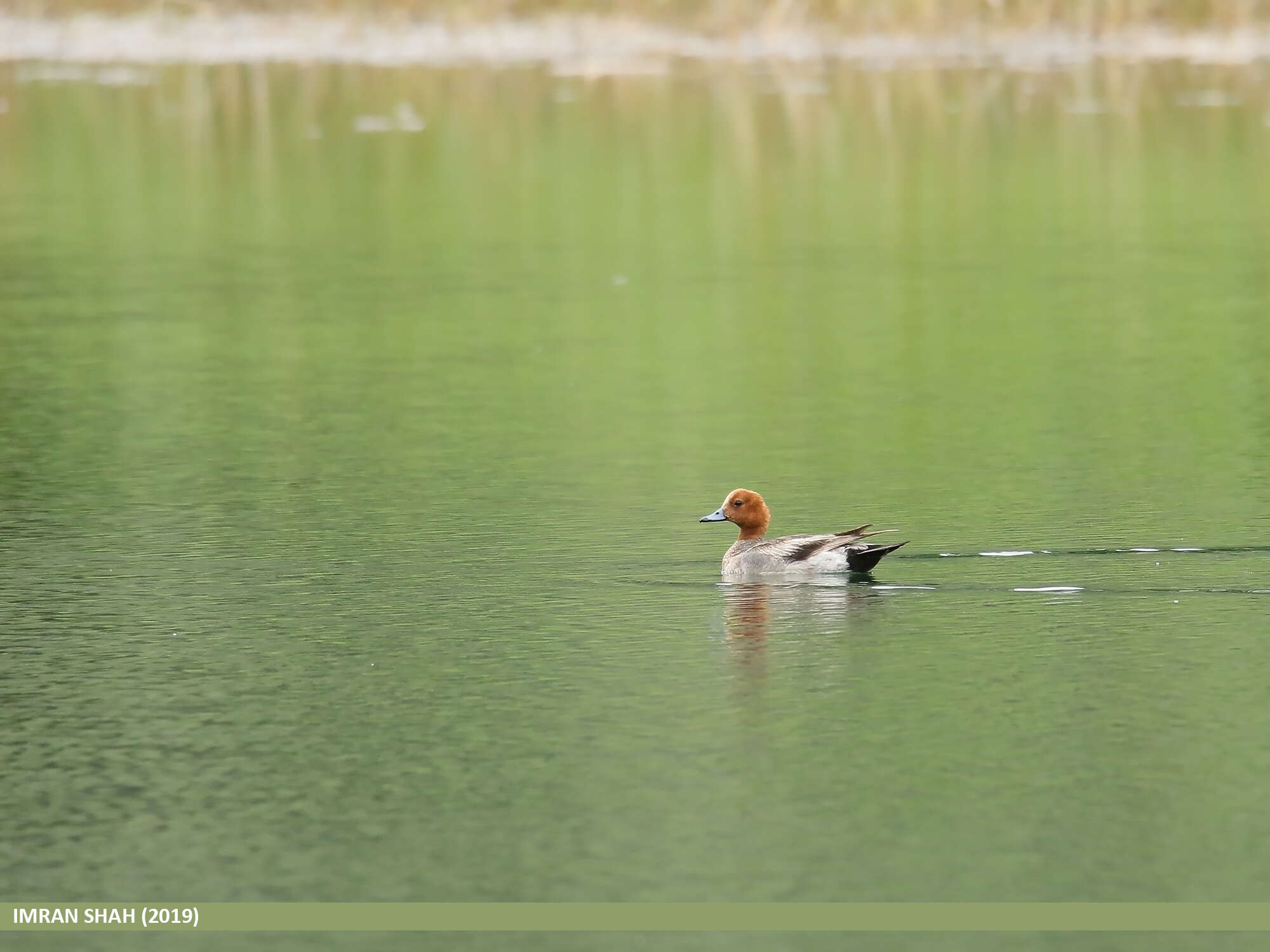 Image of Eurasian Wigeon