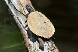 Image of Map Turtles