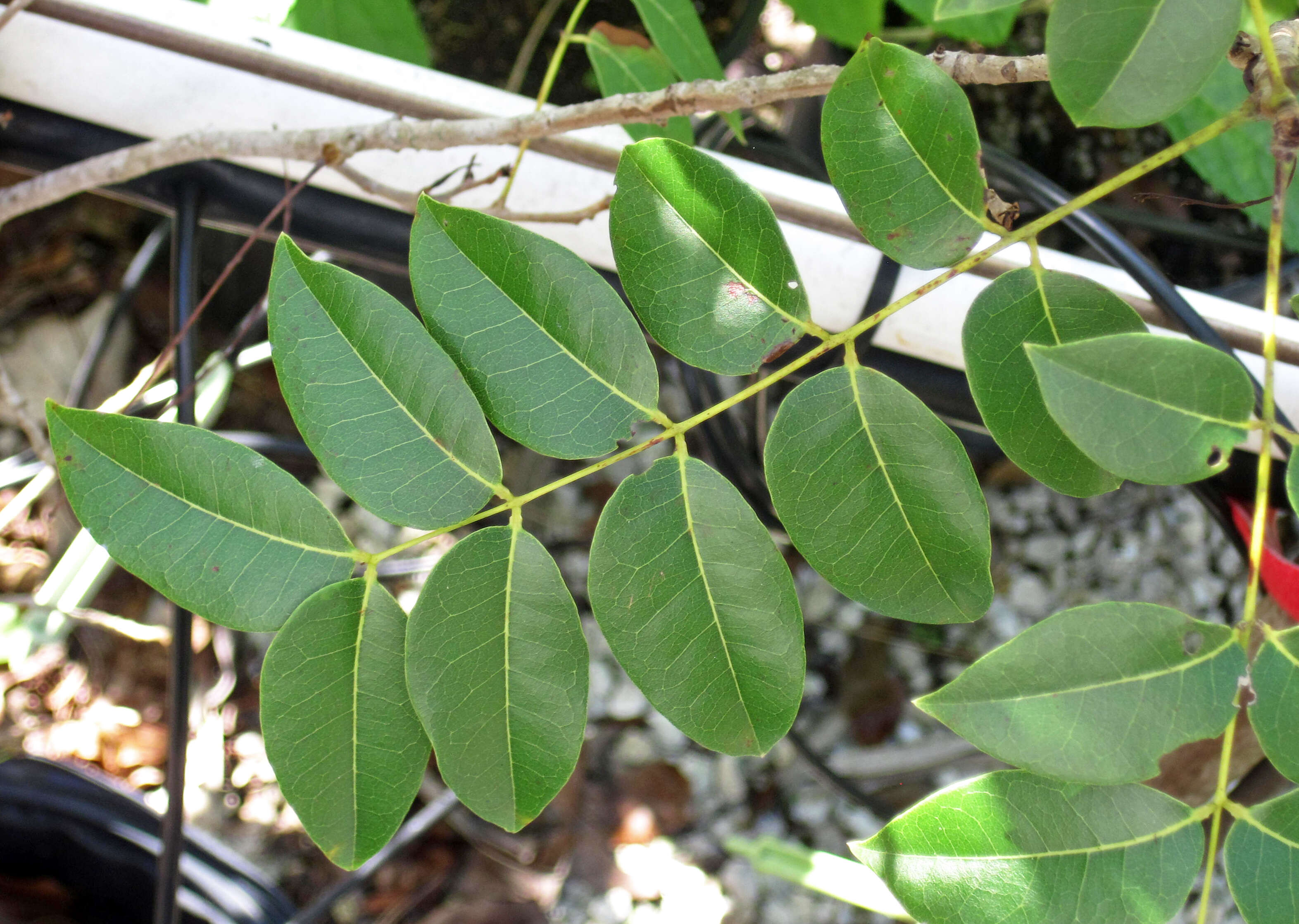 Image of American Mahogany