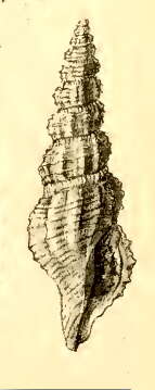 Image of Kermia netrodes