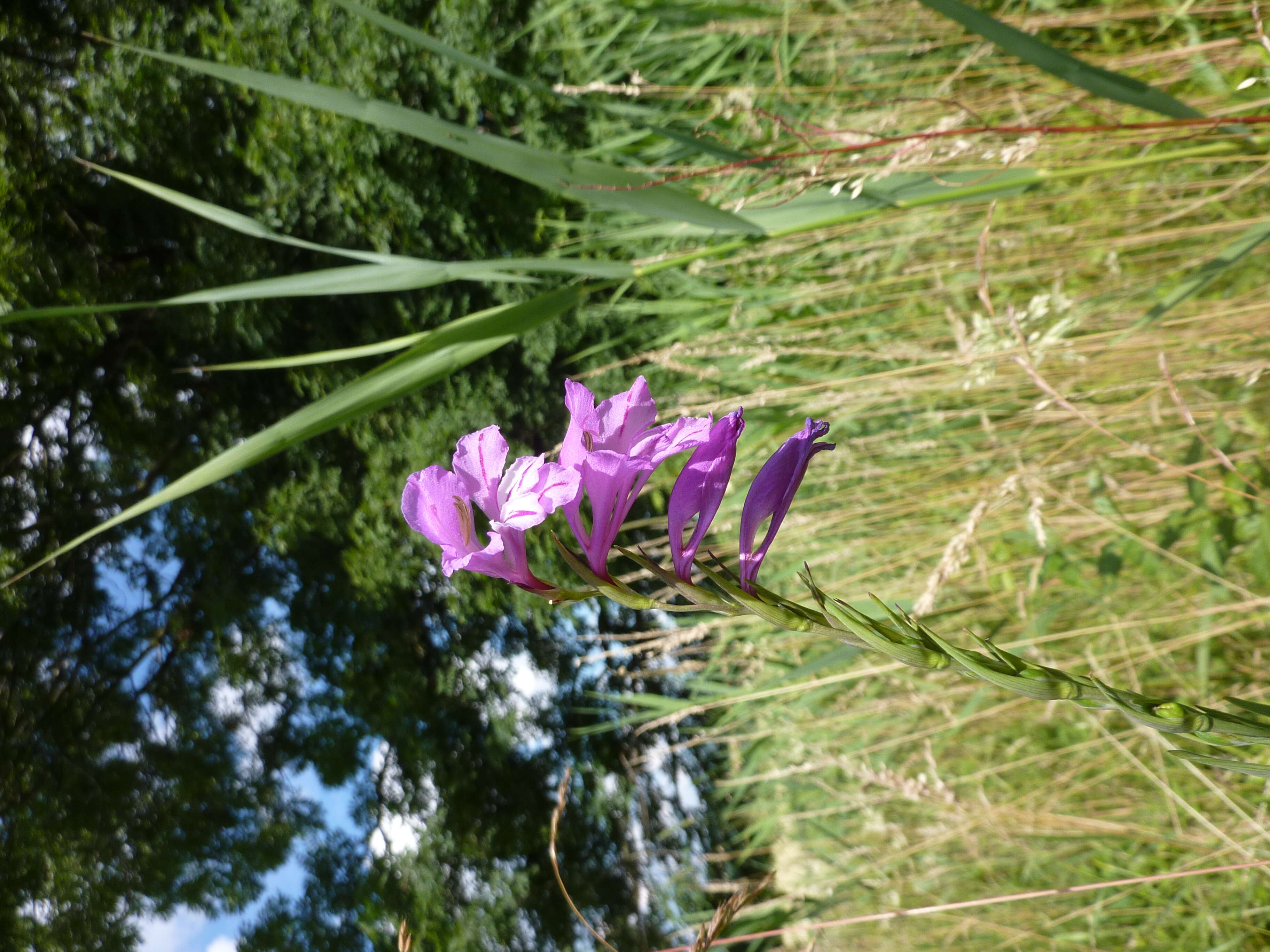 Imagem de Gladiolus imbricatus L.