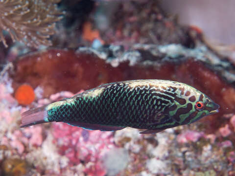 Image of Black leopard wrasse