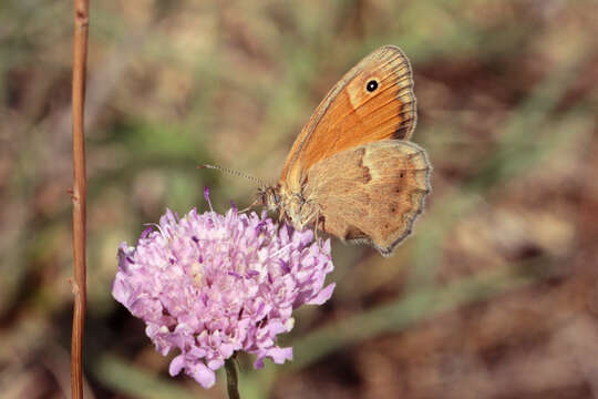 Image of small heath