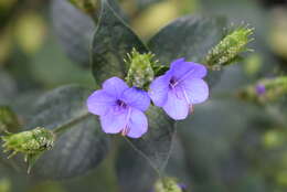 Image de Eranthemum pulchellum Andr.