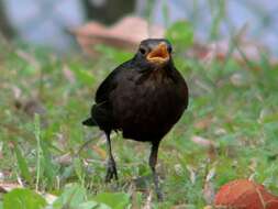 Image of Blackbird