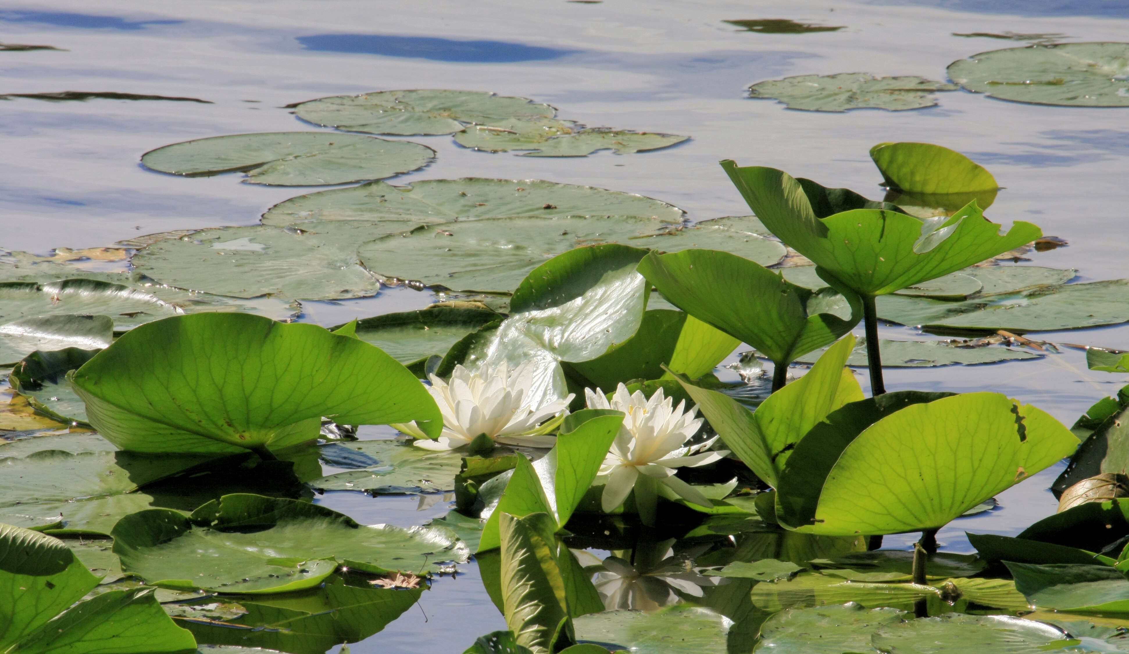 Image of American white waterlily