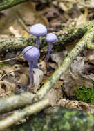 Image of Laccaria amethystina Cooke 1884