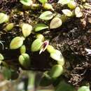 Image of Bulbophyllum depressum King & Pantl.