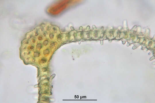 Image of Lyell's orthotrichum moss