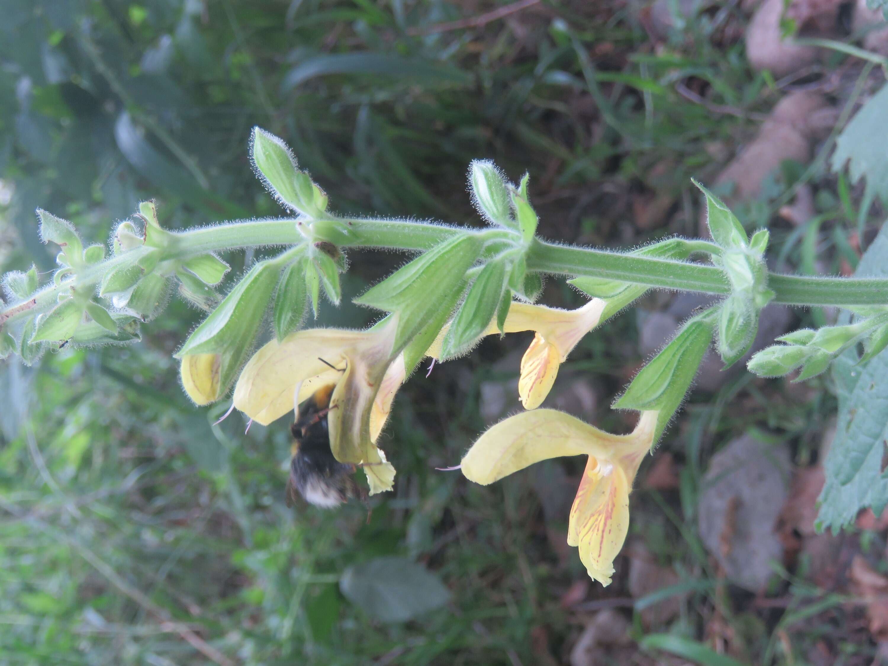 Imagem de Salvia glutinosa L.