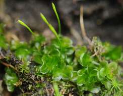 Image of Griffith's oedipodium moss