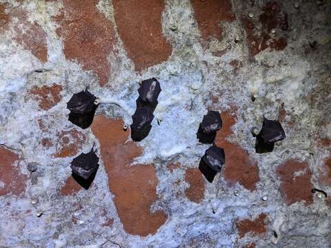 Image of Lesser Horseshoe Bat