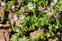 Imagem de Oxalis acetosella L.