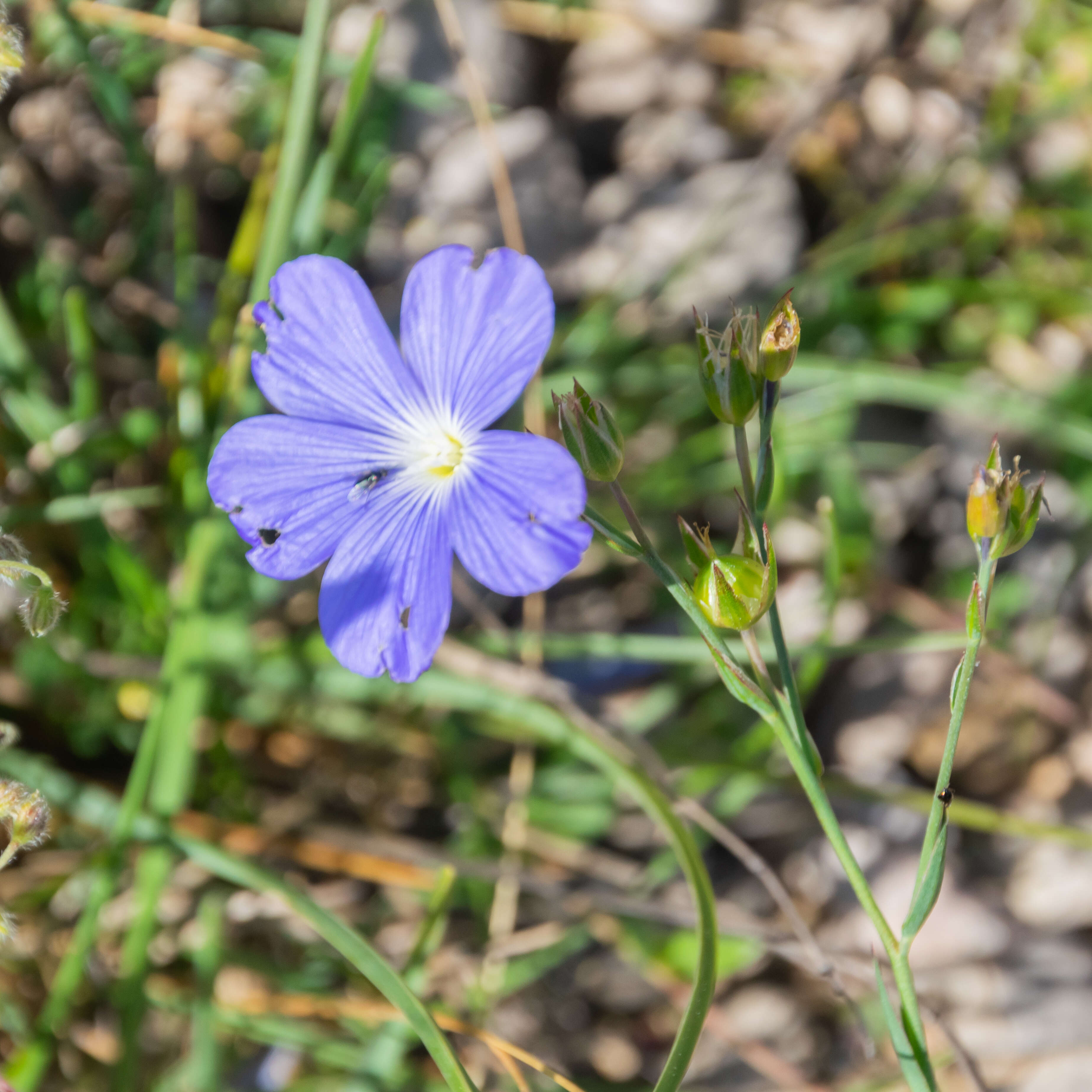 Image of Blue flax