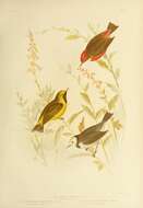 صورة Epthianura tricolor Gould 1841