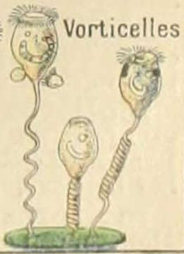 Image of Vorticellidae