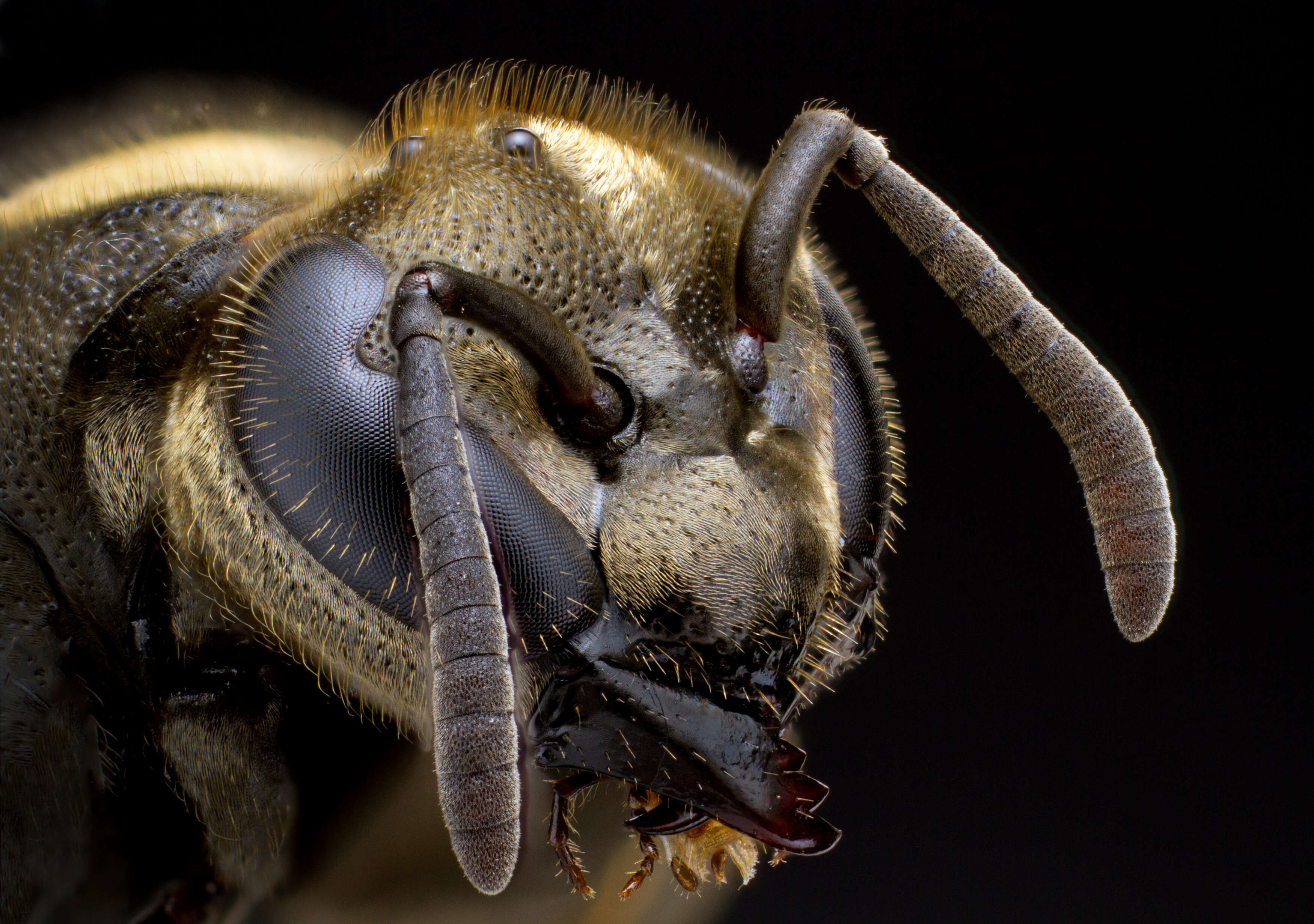 Image of Mexican Honey Wasp