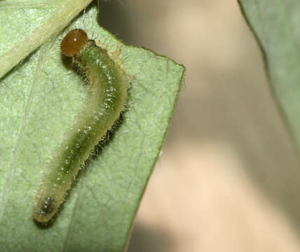 <i>Cladius pectinicornis</i> resmi