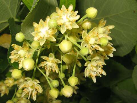 Image of Tilia maximowicziana Shiras.