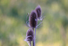 Image of Dipsacus fullonum