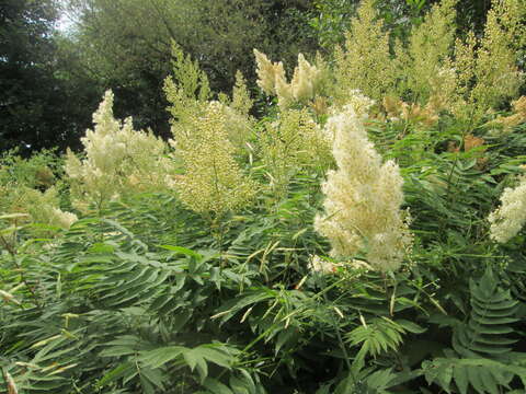 Image of false spiraea