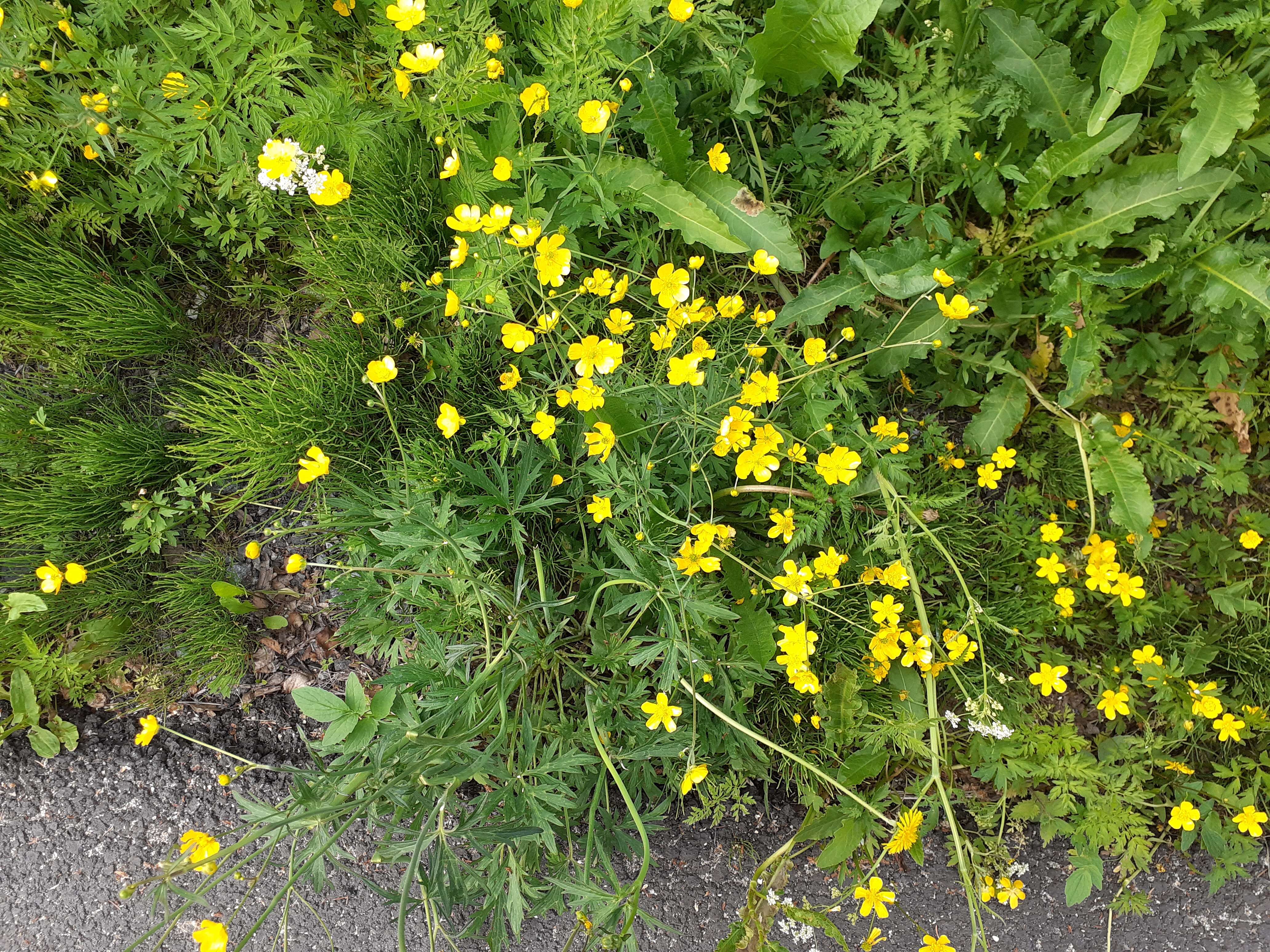 Imagem de Ranunculus acris L.