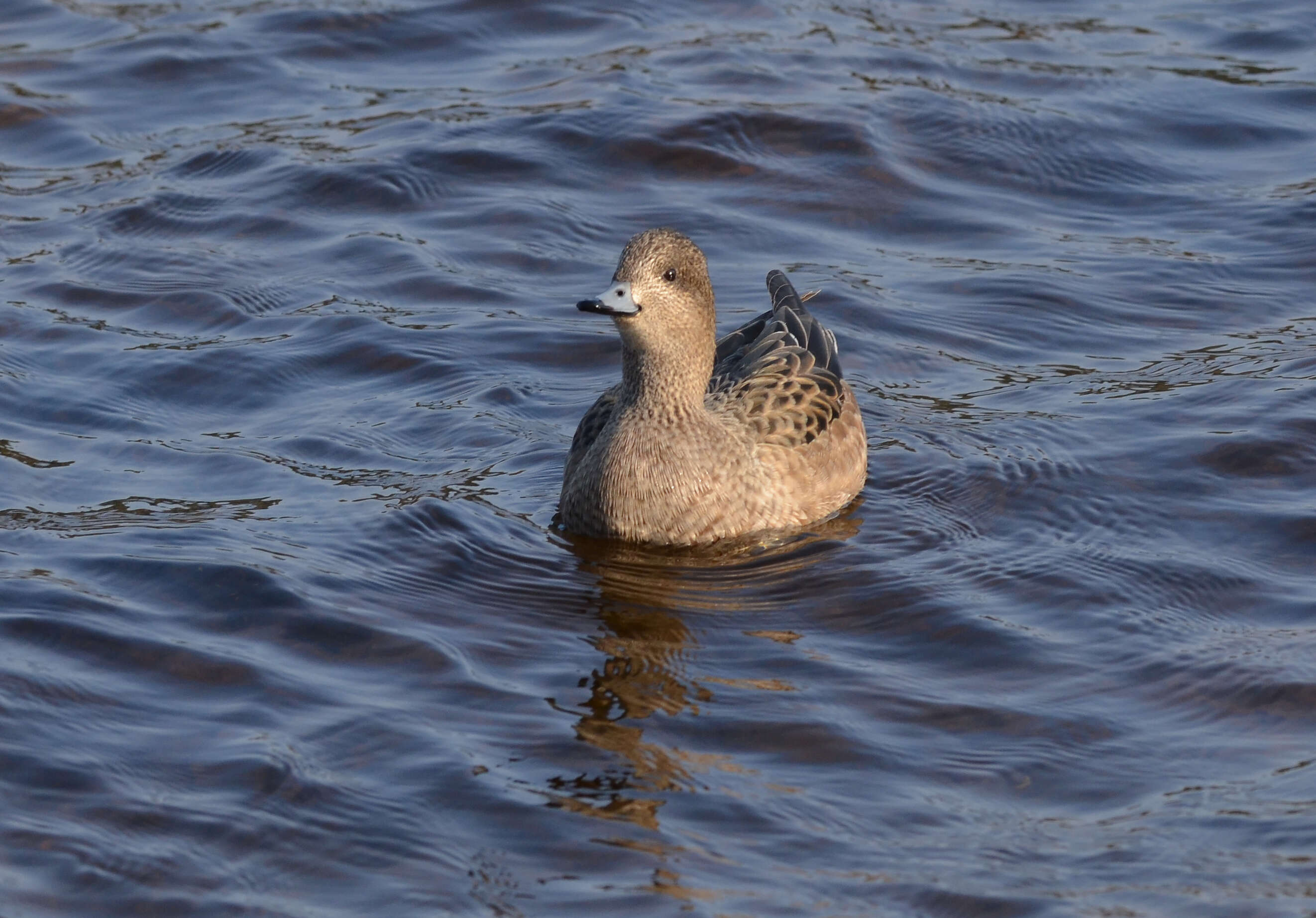 Image of Eurasian Wigeon