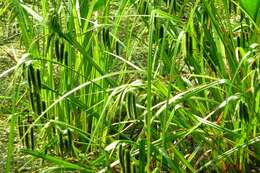 Image of Cyperus Sedge