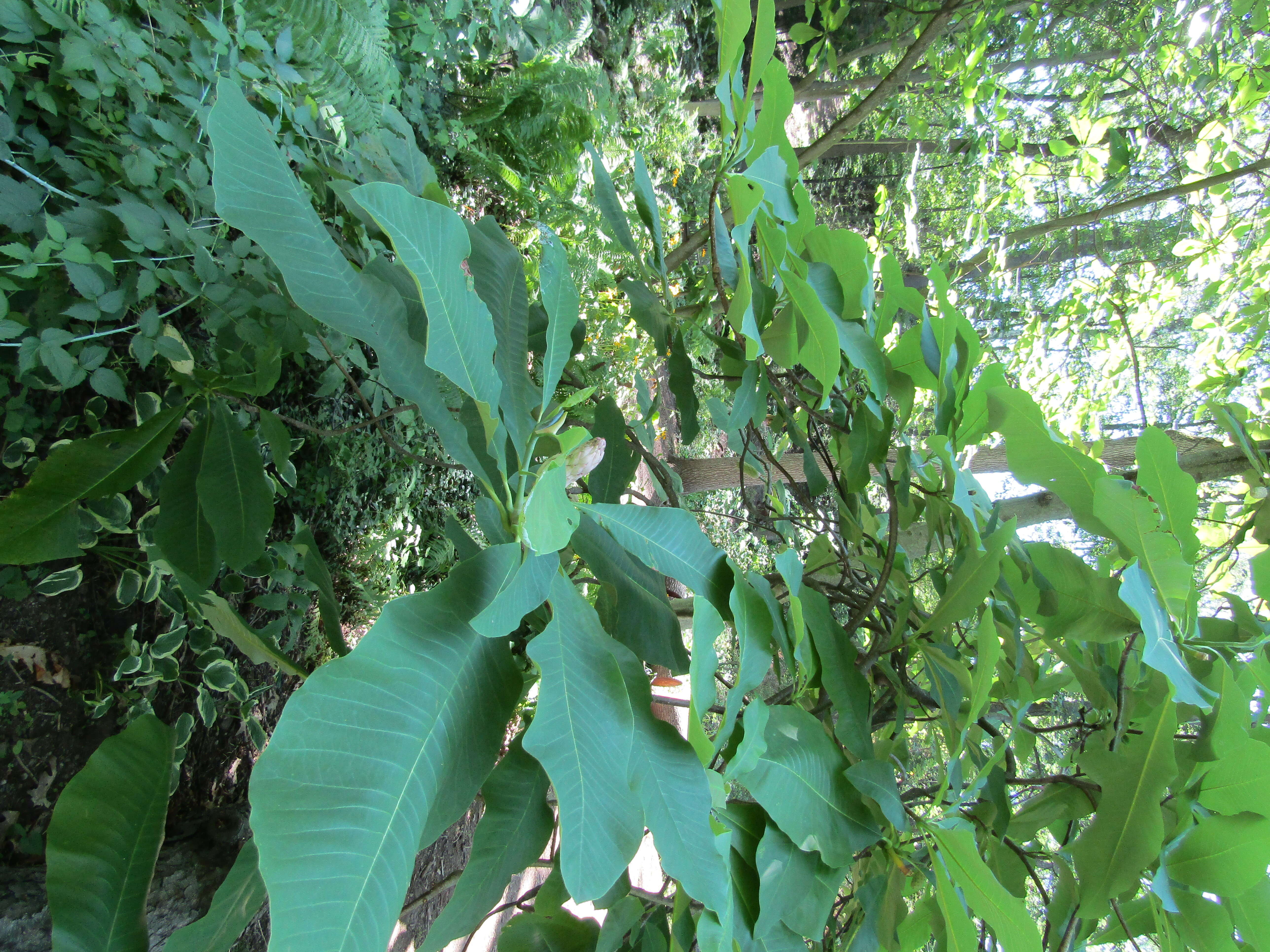 Sivun Magnolia tripetala (L.) L. kuva