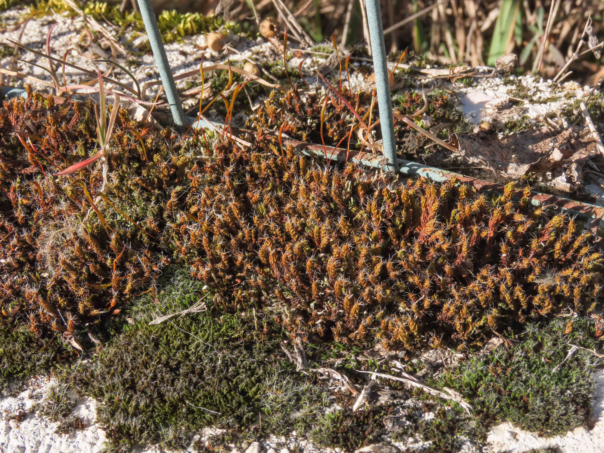 Image of great hairy screw-moss