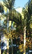 Image of Areca Palm