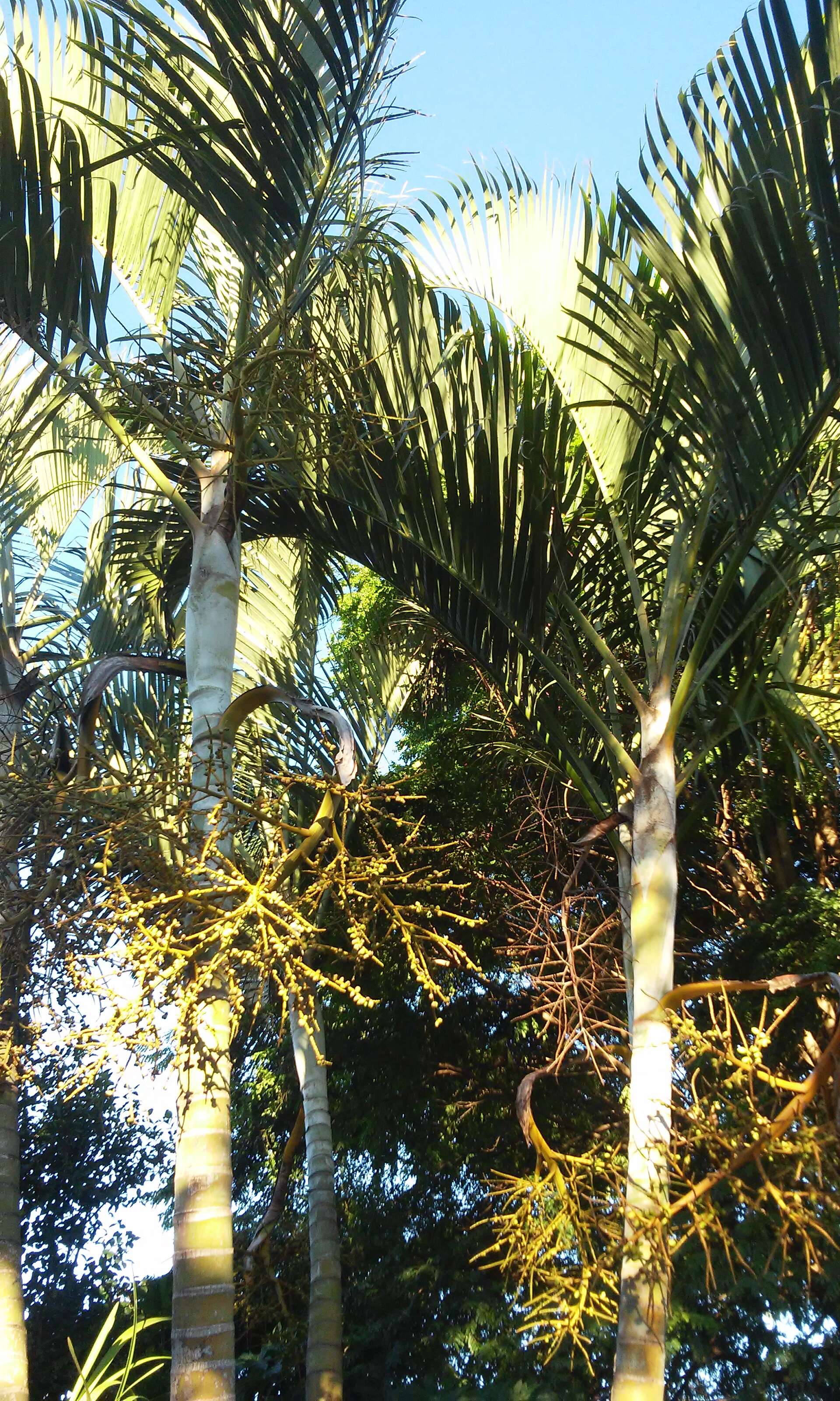 Sivun Dypsis lutescens (H. Wendl.) Beentje & J. Dransf. kuva