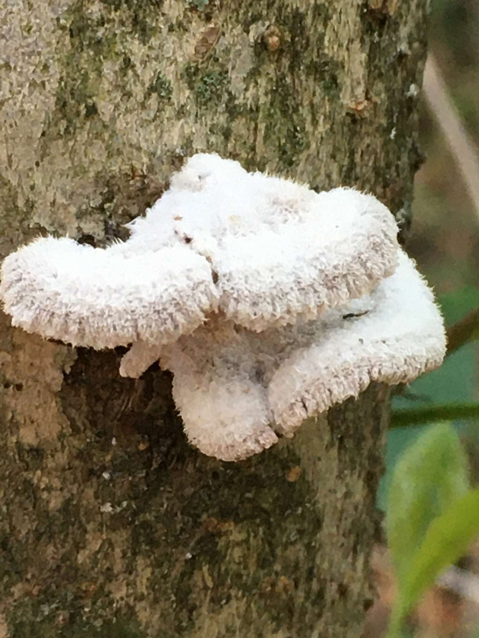 Image of Schizophyllum