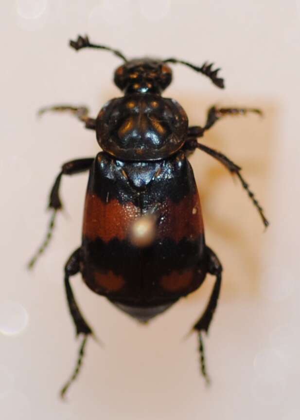 Image of Boreal Carrion Beetle