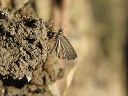 Image of Pygmy Scrub-hopper