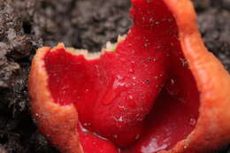 Image of scarlet cup