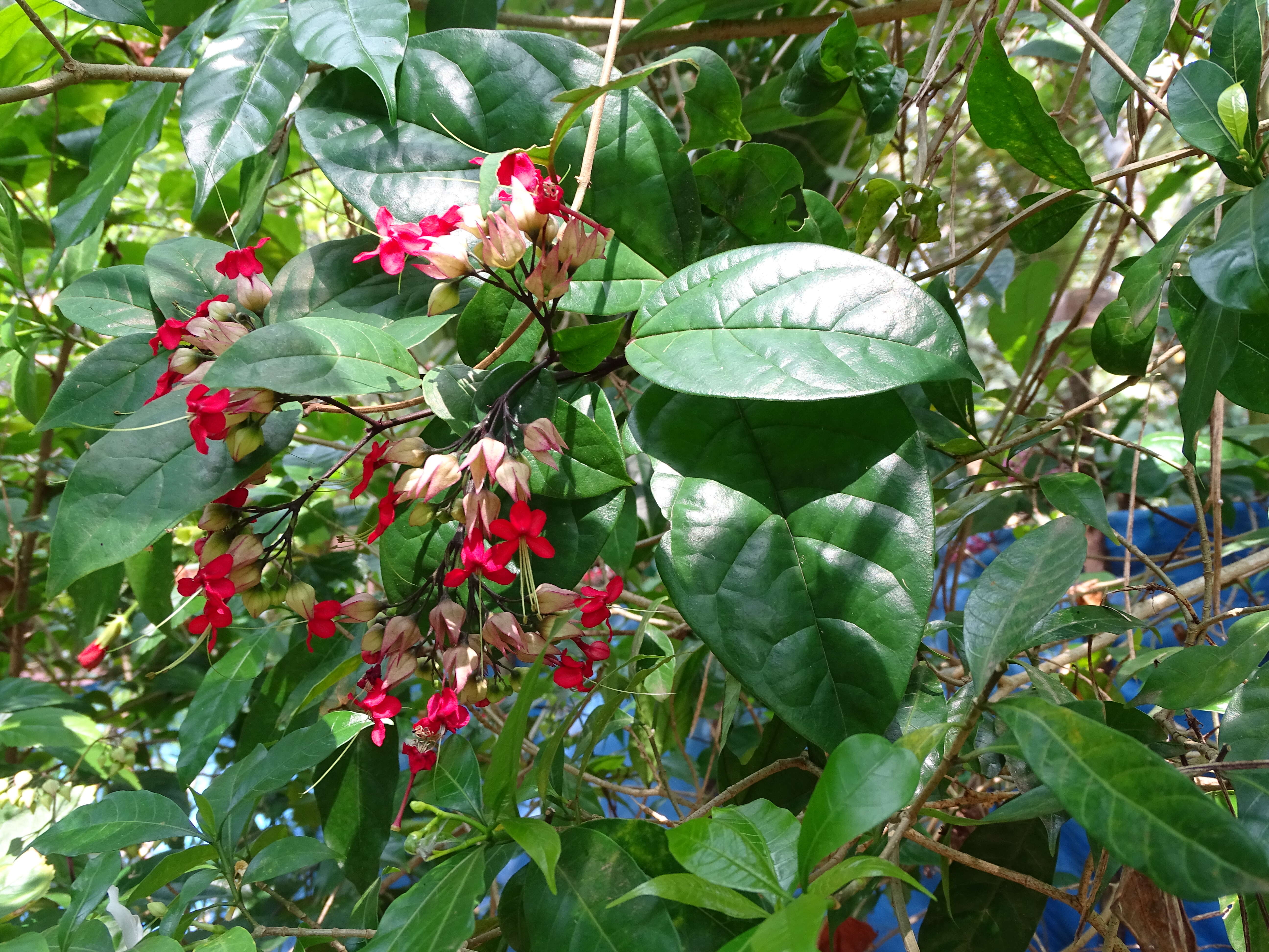 Слика од Clerodendrum thomsoniae Balf. fil.