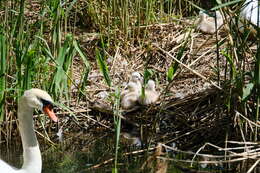 Image of Mute Swan