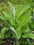 Inula helenium L. resmi